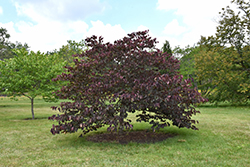 Forest Pansy Redbud (Cercis canadensis 'Forest Pansy') at Glasshouse Nursery