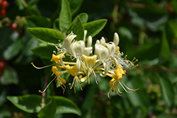 Scentsation Honeysuckle (Lonicera periclymenum 'Scentsation') at Glasshouse Nursery