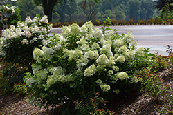 Little Lime Hydrangea (Hydrangea paniculata 'Jane') at Glasshouse Nursery