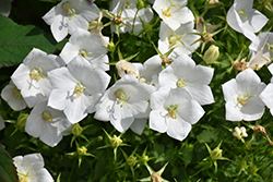 White Clips Bellflower (Campanula carpatica 'White Clips') at Glasshouse Nursery