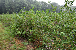 Bluecrop Blueberry (Vaccinium corymbosum 'Bluecrop') at Glasshouse Nursery