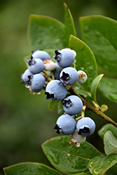 Northblue Blueberry (Vaccinium 'Northblue') at Glasshouse Nursery