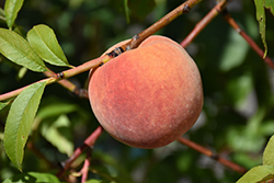 Redhaven Peach (Prunus persica 'Redhaven') at Glasshouse Nursery