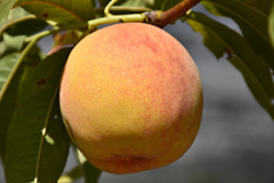 Reliance Peach (Prunus persica 'Reliance') at Glasshouse Nursery