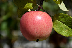 Prairie Magic Apple (Malus 'Prairie Magic') at Glasshouse Nursery