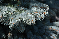Baby Blue Blue Spruce (Picea pungens 'Baby Blue') at Glasshouse Nursery