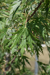 Skinner's Cutleaf Silver Maple (Acer saccharinum 'Skinneri') at Glasshouse Nursery