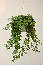 English Ivy (Hedera helix) at Glasshouse Nursery