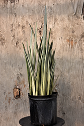 Snake Plant (Sansevieria trifasciata) at Glasshouse Nursery