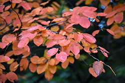 Autumn Brilliance Serviceberry (Amelanchier x grandiflora 'Autumn Brilliance') at Glasshouse Nursery