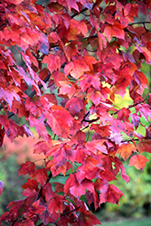 Red Maple (Acer rubrum) at Glasshouse Nursery