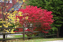 Compact Winged Burning Bush (Euonymus alatus 'Compactus') at Glasshouse Nursery