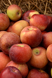 Empire Apple (Malus 'Empire') at Glasshouse Nursery