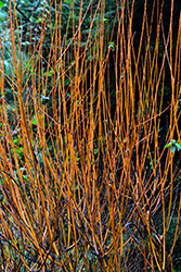 Flame Willow (Salix 'Flame') at Glasshouse Nursery