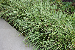 Ice Dance Sedge (Carex morrowii 'Ice Dance') at Glasshouse Nursery