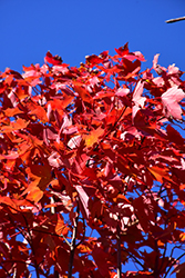 October Glory Red Maple (Acer rubrum 'October Glory') at Glasshouse Nursery