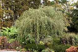 Scarlet Curls Willow (Salix 'Scarlet Curls') at Glasshouse Nursery