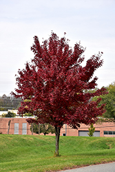 Brandywine Red Maple (Acer rubrum 'Brandywine') at Glasshouse Nursery