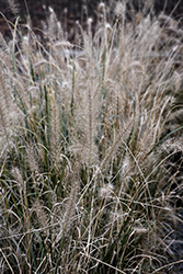 Fountain Grass (Pennisetum alopecuroides) at Glasshouse Nursery