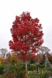 October Glory Red Maple (Acer rubrum 'October Glory') at Glasshouse Nursery