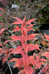 Fragrant Abelia (Abelia mosanensis) at Glasshouse Nursery