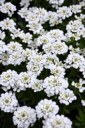 Purity Candytuft (Iberis sempervirens 'Purity') at Glasshouse Nursery