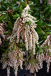 Mountain Fire Japanese Pieris (Pieris japonica 'Mountain Fire') at Glasshouse Nursery