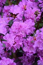P.J.M. Regal Rhododendron (Rhododendron 'P.J.M. Regal') at Glasshouse Nursery