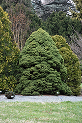 Dwarf Alberta Spruce (Picea glauca 'Conica') at Glasshouse Nursery