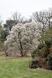 Merrill Magnolia (Magnolia x loebneri 'Merrill') at Glasshouse Nursery