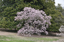 Leonard Messel Magnolia (Magnolia x loebneri 'Leonard Messel') at Glasshouse Nursery