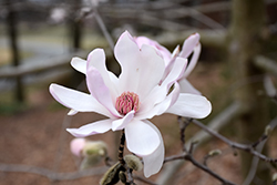 Star Magnolia (Magnolia stellata) at Glasshouse Nursery