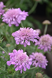 Pink Mist Pincushion Flower (Scabiosa 'Pink Mist') at Glasshouse Nursery
