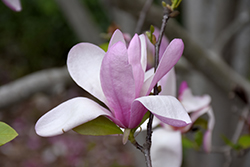 Jane Magnolia (Magnolia 'Jane') at Glasshouse Nursery