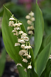 Lily-Of-The-Valley (Convallaria majalis) at Glasshouse Nursery