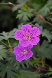 Tiny Monster Cranesbill (Geranium 'Tiny Monster') at Glasshouse Nursery