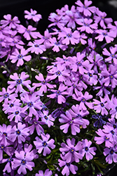 Purple Beauty Moss Phlox (Phlox subulata 'Purple Beauty') at Glasshouse Nursery