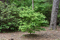 Coonara Pygmy Japanese Maple (Acer palmatum 'Coonara Pygmy') at Glasshouse Nursery