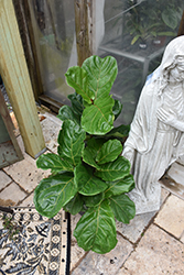 Fiddle Leaf Fig (Ficus lyrata) at Glasshouse Nursery