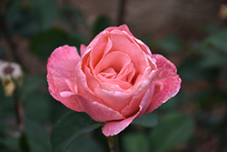 Queen Elizabeth Rose (Rosa 'Queen Elizabeth') at Glasshouse Nursery
