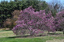 Ann Magnolia (Magnolia 'Ann') at Glasshouse Nursery