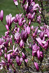 Ann Magnolia (Magnolia 'Ann') at Glasshouse Nursery
