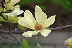 Butterflies Magnolia (Magnolia 'Butterflies') at Glasshouse Nursery