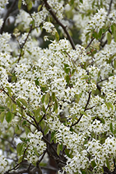 Ballerina Serviceberry (Amelanchier x grandiflora 'Ballerina') at Glasshouse Nursery