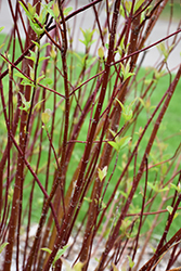 Arctic Fire Red Twig Dogwood (Cornus sericea 'Farrow') at Glasshouse Nursery