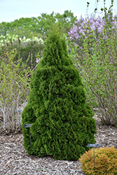 Holmstrup Arborvitae (Thuja occidentalis 'Holmstrup') at Glasshouse Nursery