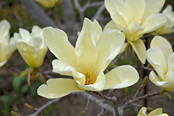 Elizabeth Magnolia (Magnolia 'Elizabeth') at Glasshouse Nursery