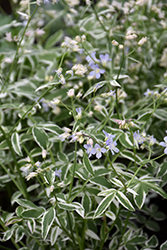 Touch Of Class Jacob's Ladder (Polemonium reptans 'Touch Of Class') at Glasshouse Nursery