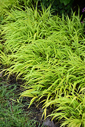 All Gold Hakone Grass (Hakonechloa macra 'All Gold') at Glasshouse Nursery