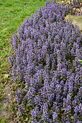 Caitlin's Giant Bugleweed (Ajuga reptans 'Caitlin's Giant') at Glasshouse Nursery
